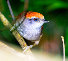 Synallaxis ruficapilla