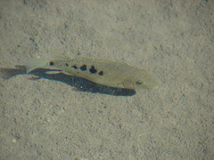 Herichthys minckleyi