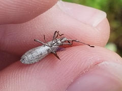 Chariesterus antennator