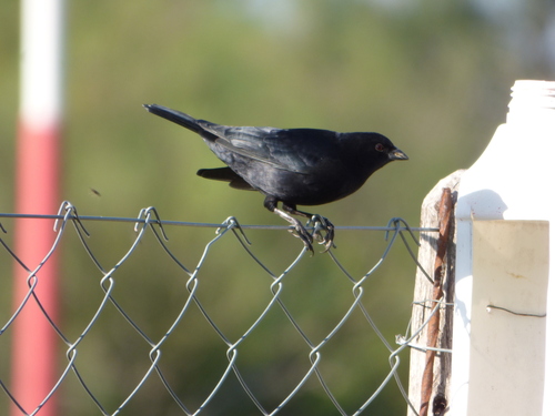 Screaming Cowbird (Molothrus rufoaxillaris), photo 10