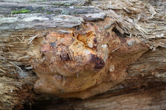 Aurantiporus croceus