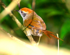 Synallaxis ruficapilla