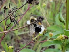 Bombus impatiens image