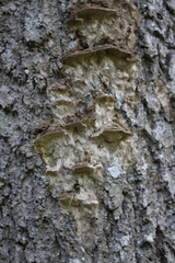 Phellinus abietis