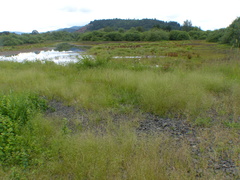 Deschampsia danthonioides