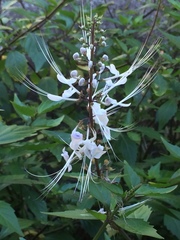 Orthosiphon aristatus