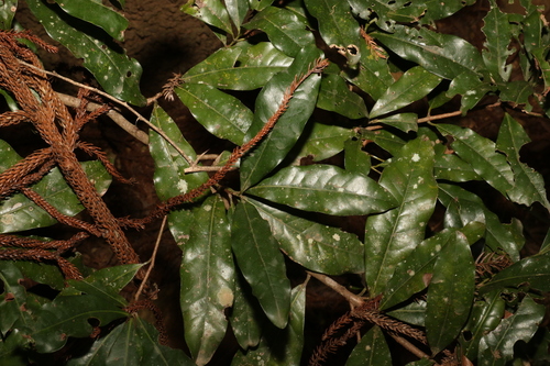 Image of Beilschmiedia obtusifolia by (c) Greg Tasney, some rights reserved (CC BY-SA)