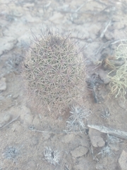 Mammillaria dioica