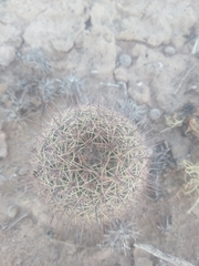 Mammillaria dioica