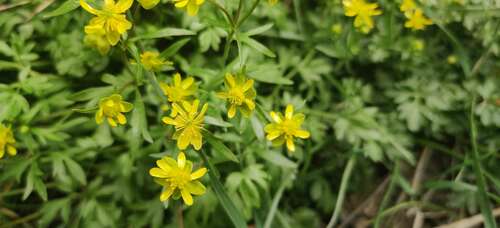Image of Cyrtorhyncha ranunculina by no rights reserved