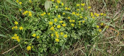 Image of Cyrtorhyncha ranunculina by no rights reserved