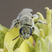 Lasioglossum albohirtum - Photo (c) Lisa Hill, some rights reserved (CC BY-NC), uploaded by Lisa Hill