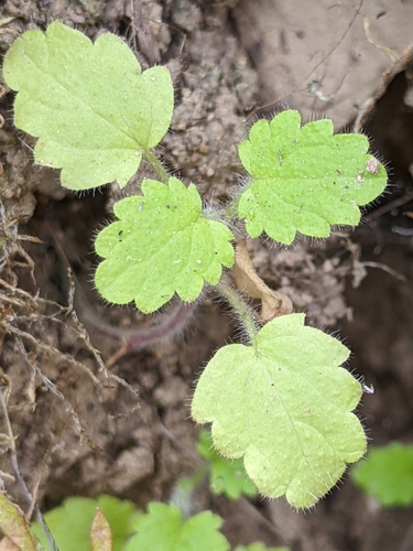 Image of Western nettle by (c) Ken-ichi Ueda, some rights reserved (CC BY)