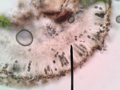 Amandinea dakotensis