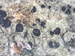 Amandinea dakotensis