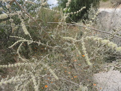 Asterohyptis stellulata