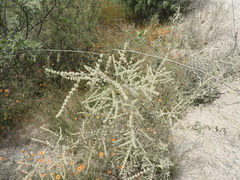 Asterohyptis stellulata