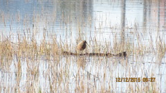 Rallus obsoletus levipes