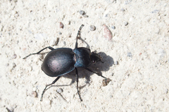 Carabus convexus