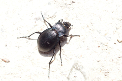 Carabus convexus