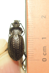 Carabus italicus