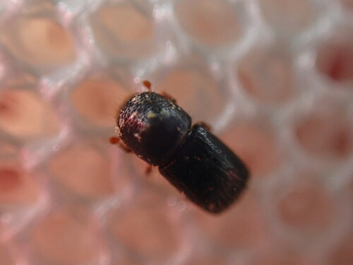 Weevil