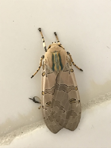 Halysidota cinctipes Grote, 1865