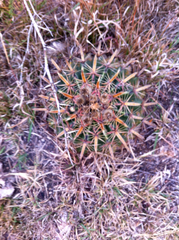 Ferocactus latispinus
