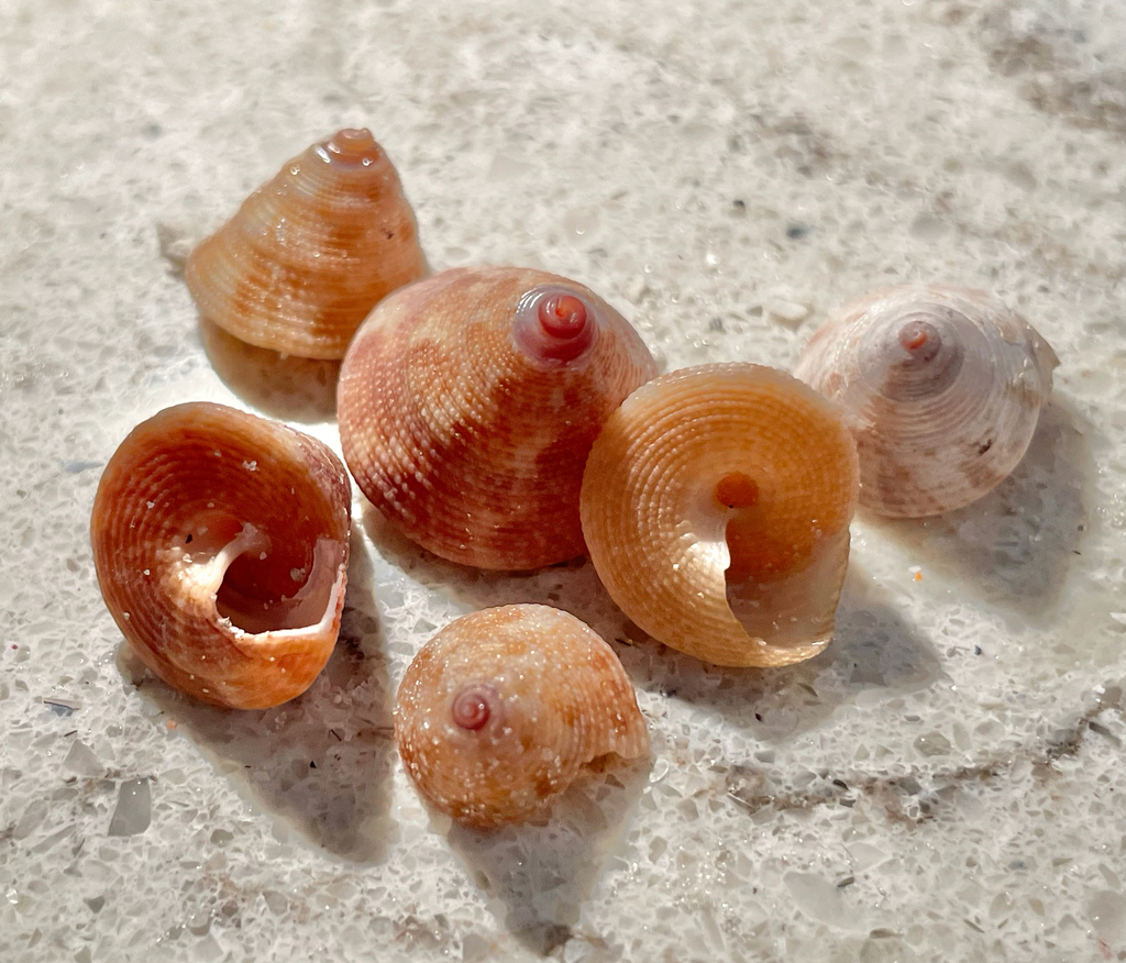 Jujube Topsnail