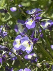 Downingia bicornuta var. picta