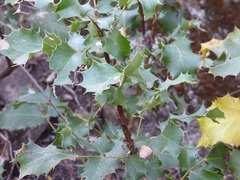 Berberis pinnata