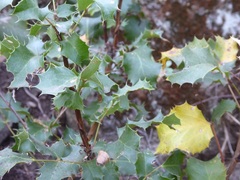 Berberis pinnata