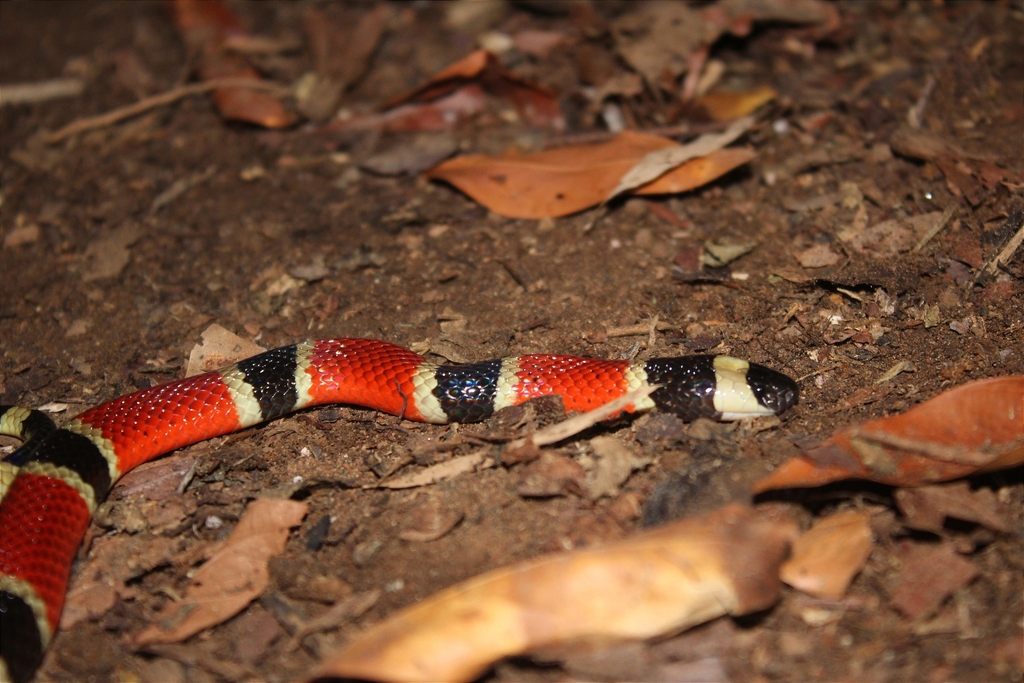 Central American Coralsnake From Escobal On May At Pm By