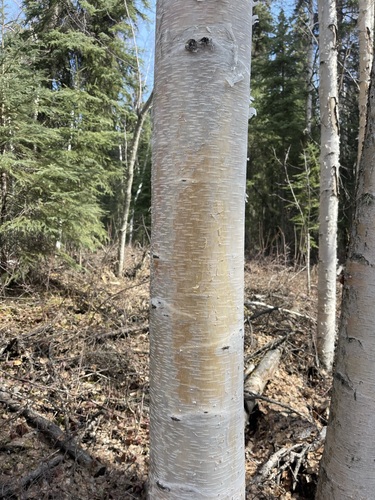 Image of Betula neoalaskana by (c) Brandon Corder, some rights reserved (CC BY)