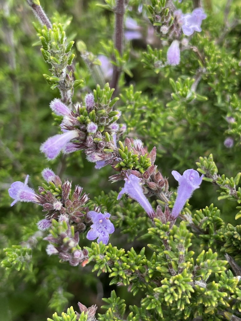 Clinopodium fasciculatum