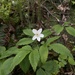 Anemonoides lancifolia - Photo 由 Hailee G. 所上傳的 (c) Hailee G.，保留部份權利CC BY-NC