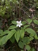 Mountain Thimbleweed - Photo (c) Hailee G., some rights reserved (CC BY-NC), uploaded by Hailee G.