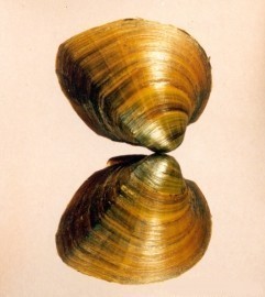 Southern Pigtoe