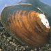 Cumberland Pigtoe - Photo Dick Biggins, U.S. Fish and Wildlife Service, no known copyright restrictions (public domain)