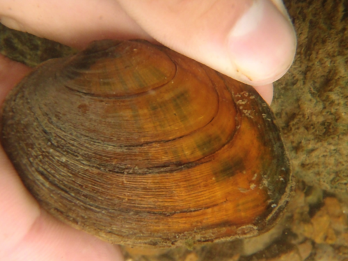 Tennessee Clubshell