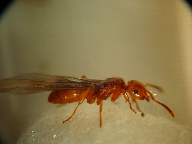 California Citronella Ant