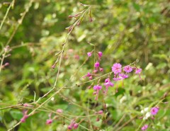 Cyphomeris gypsophiloides