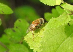 Eristalina