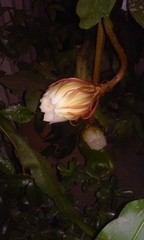 Epiphyllum oxypetalum