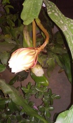 Epiphyllum oxypetalum