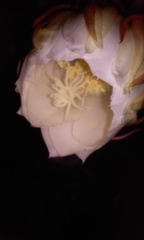 Epiphyllum oxypetalum