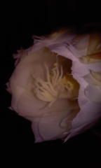 Epiphyllum oxypetalum