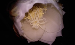 Epiphyllum oxypetalum