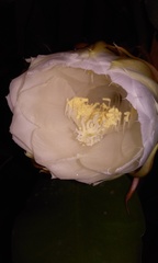 Epiphyllum oxypetalum