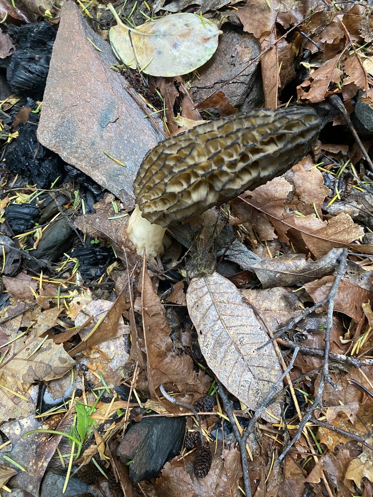 Landscaping Black Morel from Maple Creek Rd, Blue Lake, CA, US on May 6